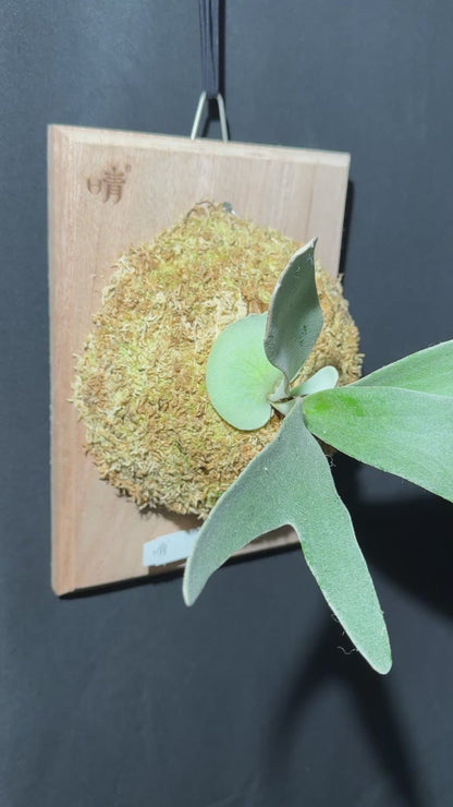 P. Akki - Offset from Mother Plant - A-01