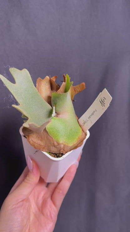 Platycerium Willinckii 'OMG' sporeling potted