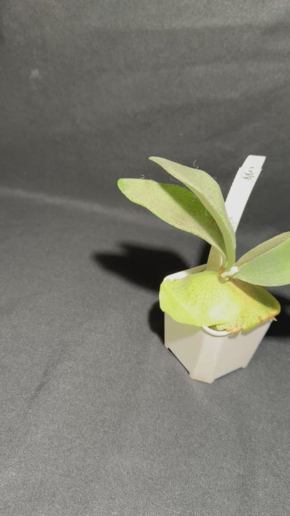 P. 'Elsa' potted - offset from Mother Plant - ELS-01