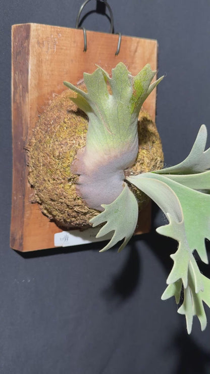 P. willinckii cv.'Gabriel' - Offset from Mother Plant - G-02