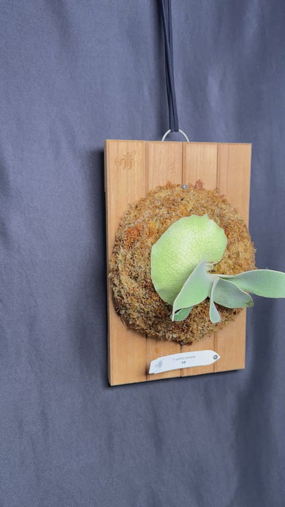 P.  veitchii ‘Lemoinei’  - Offset from Mother Plant - VL -02