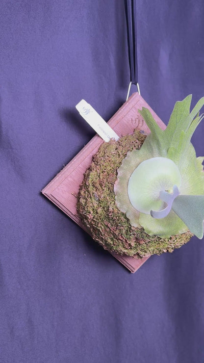 Platycerium willinckii Omega - Offset from Mother Plant - OME-02