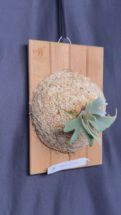 Platycerium Willinckii 'OMG' sporeling mounted - OMG-05