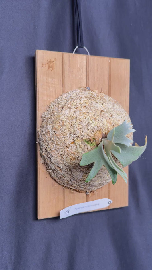 Platycerium Willinckii 'OMG' sporeling mounted - OMG-05