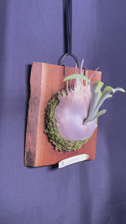 P. veitchii 'Auburn River' #AR-12 (Offset) • Ships Oct 13