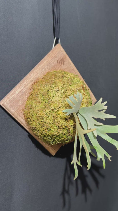 P. willinckii 'Jade Girl' sporeling- JG-05