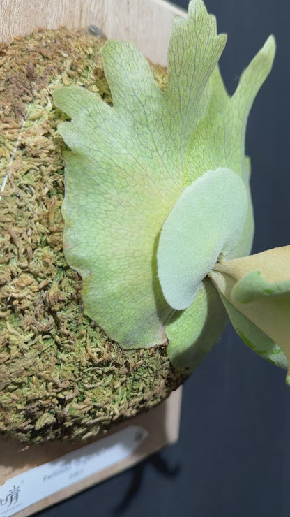 P. willinckii 'Unguis Albi' - Offset from Mother Plant - UA -01