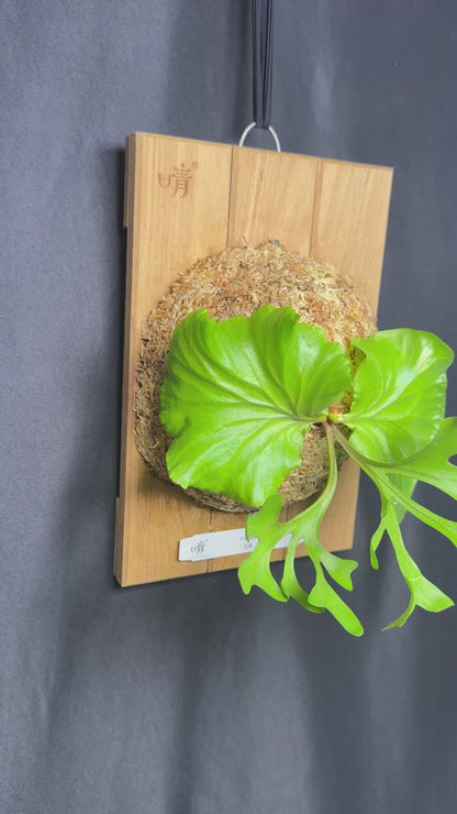 Platycerium ridleyi mounted