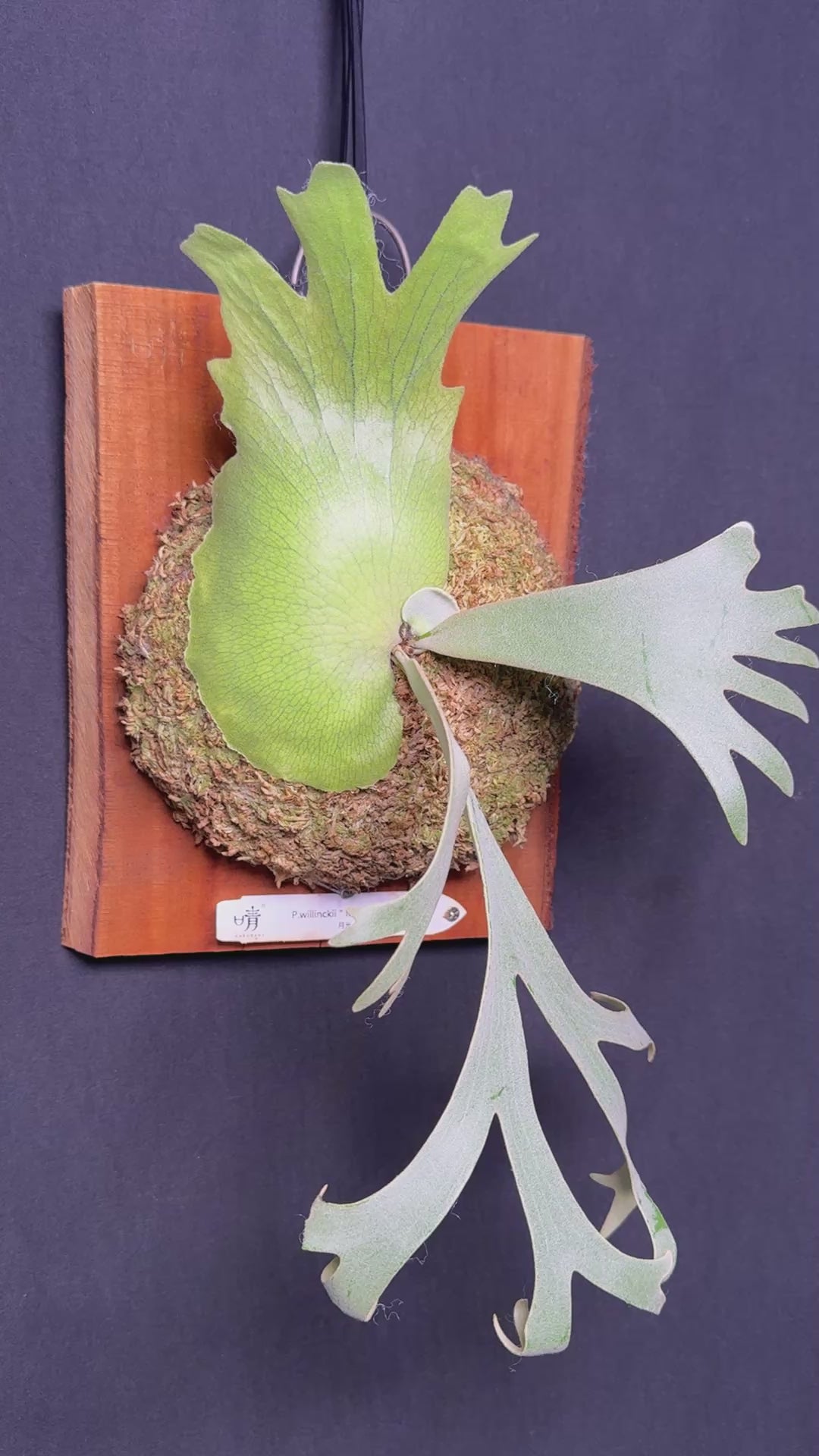 P. willinckii 'Moonlight' - Offset from Mother Plant - ML - 01
