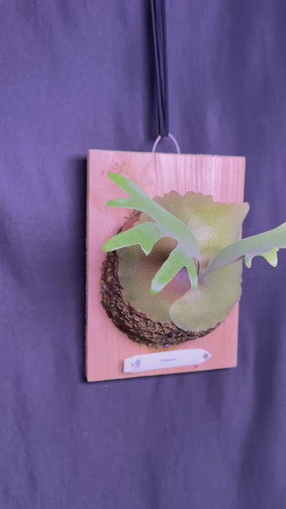 P.popcorn - Offset from Mother Plant - POP-01