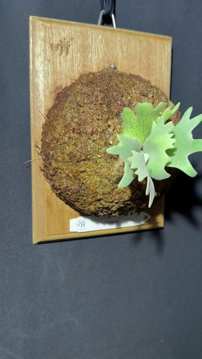 P. willinckii cv.'Gabriel' - Offset from Mother Plant - G-01