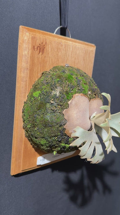 P.willinckii Jenny - Offset from Mother Plant - JEN-02