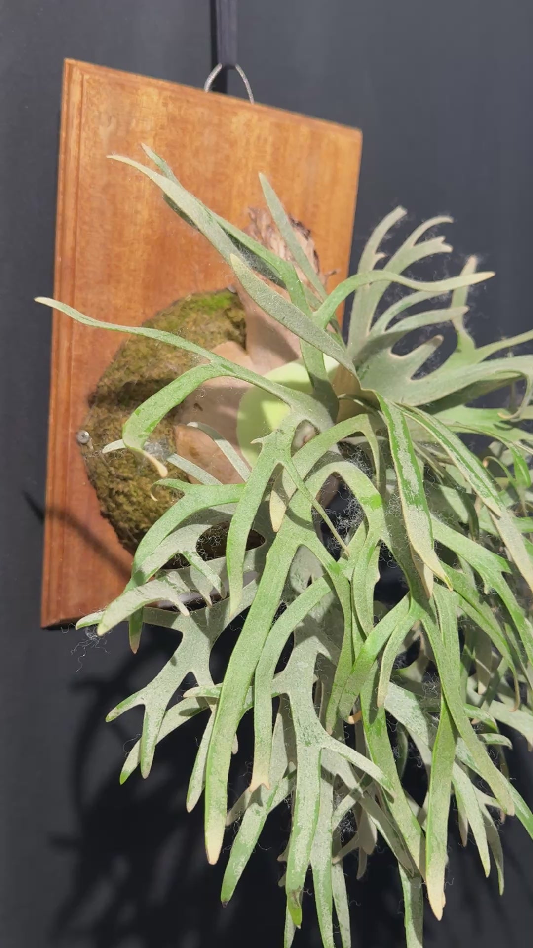 Sporelings – Haruhana