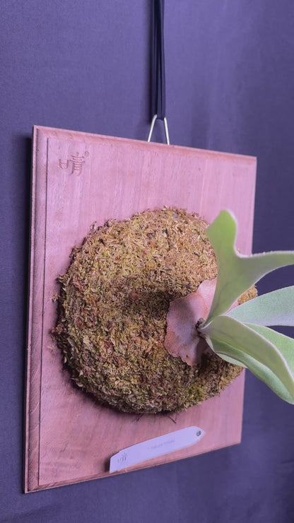 P.  ‘Hakuna Matata’ -Offset from Mother Plant - HM -01