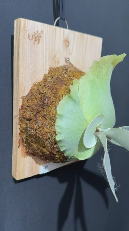 P. bifurcatum 'sp white' - Offset from Mother Plant - SPW-03