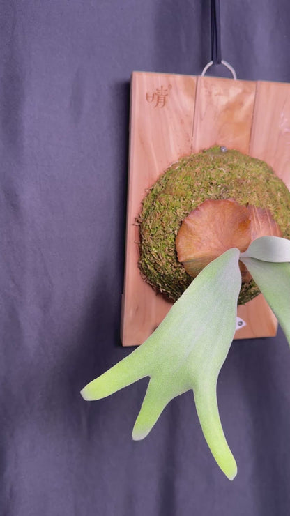 P.willinckii ‘Pearl Queen’ sporeling - PQ-04