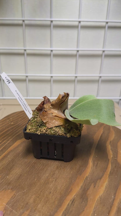 P. willinckii ‘Cotton Cloud’ - Offset from Mother Plant - CCS - 01