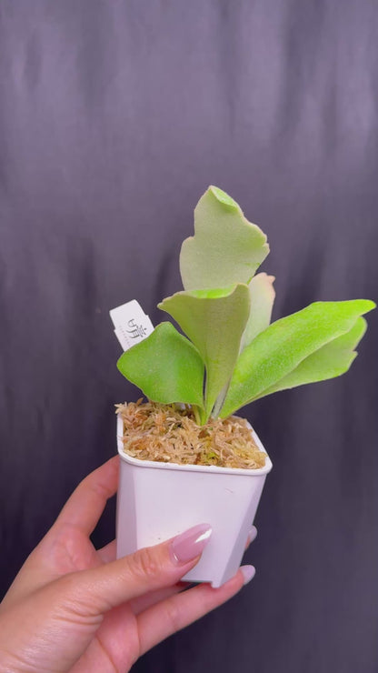 Platycerium 'Unicorn' sporeling potted