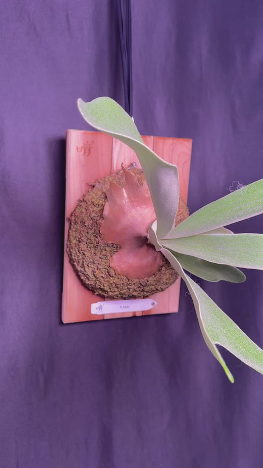 P. Akki -Mounted offset from Mother Plant - A-02
