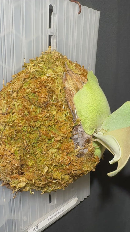 P.willinckii Omega - Offset from Mother Plant - OME-01