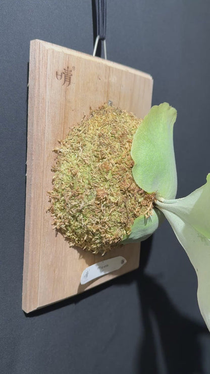 P. bifurcatum 'sp white' - Offset from Mother Plant - SPW-05