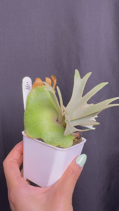 Platycerium Willinckii 'Nano' sporeling potted - NN06