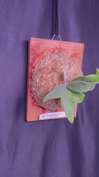 Platycerium ‘Unicorn’ × ‘Celso V02’ sporeling potted