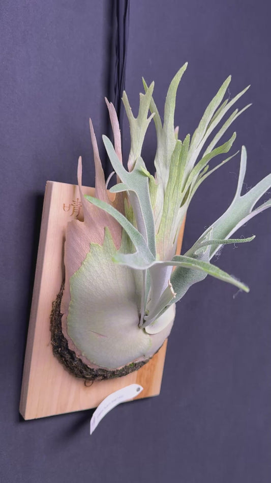 P. veitchii 'Auburn River' - Offset from Mother Plant - AR-02