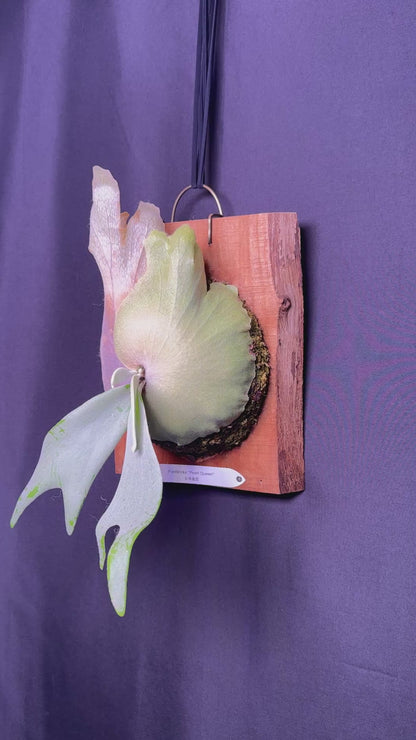 P.willinckii ‘Pearl Queen’  - Offset from Mother Plant - PQ-07