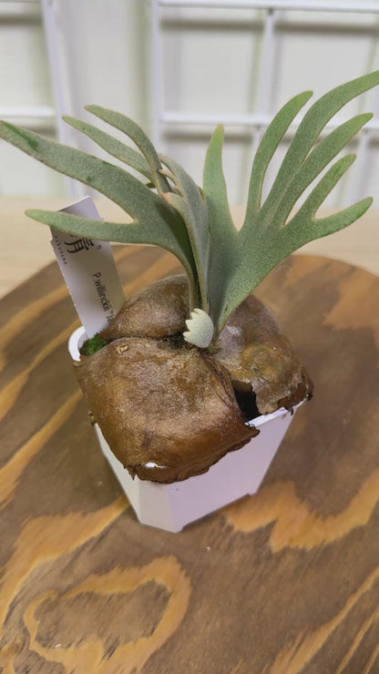 P. willinckii 'Jade Girl' potted sporeling- JG-04