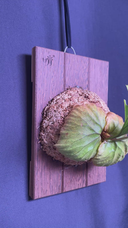 Platycerium ridleyi mounted