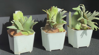 Platycerium willinckii ‘Jade Girl’ Sporeling Potted — (small)