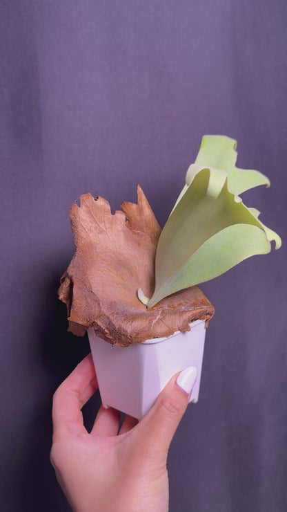 Platycerium willinckii ‘Moonlight’ sporeling  - ML - 03