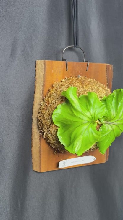Platycerium ridleyi 'Monkey King' mounted pup