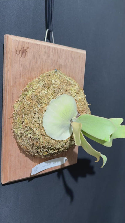 P.willinckii 'Sri peuak' - Offset from Mother Plant  - SP-01