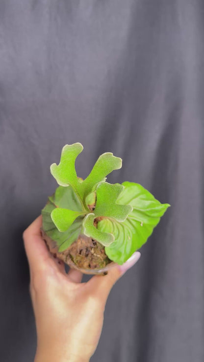 Platycerium ridleyi potted