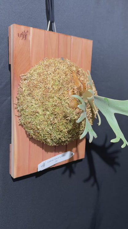 P. willinckii 'Jade Girl' sporeling- JG-02