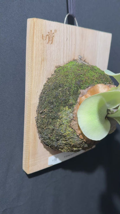 Platycerium Ginka sporeling - GKA-01