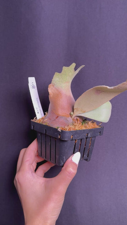 P. willinckii cv. ‘White Swan’ potted - Offset from Mother Plant - WS -02
