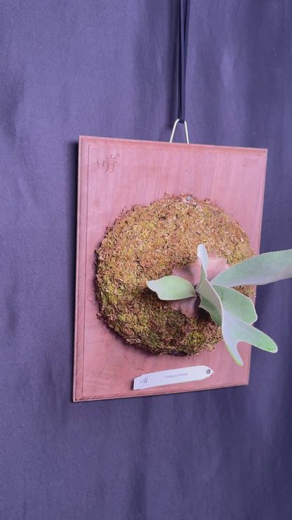 P.  ‘Hakuna Matata’ -Offset from Mother Plant - HM -01