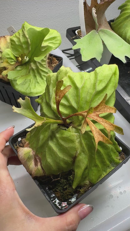 Platycerium ridleyi