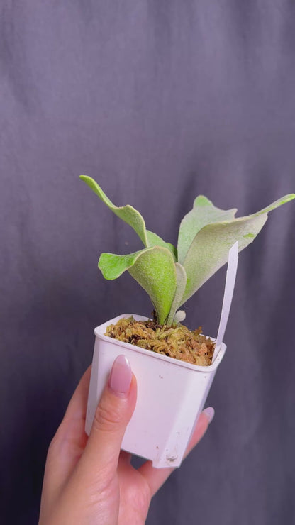Platycerium ‘Unicorn’ × ‘Celso V02’ sporeling potted