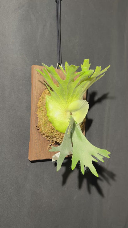 P.willinckii 'Leonids' sporeling - LEO-01