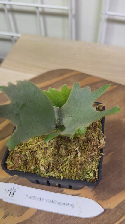 Platycerium Willinckii 'OMG' potted sporeling - OMG-01