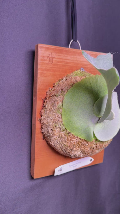 Platycerium 'Unicorn' sporeling mounted -UNI-02