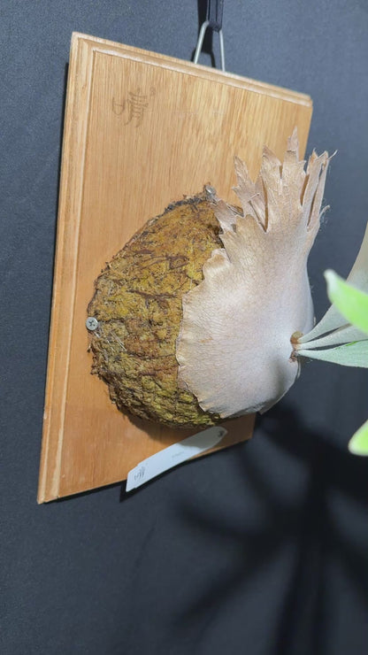 P. Pedro - Offset from Mother Plant - P -01