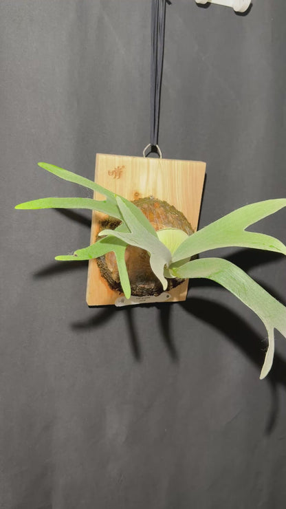 P. bifurcatum 'sp white' - Offset from Mother Plant - SPW-02