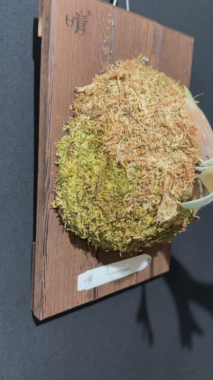 P.willinckii Omega - Offset from Mother Plant - OME-01