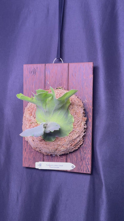 P. willinckii ‘Cotton Cloud’ - Offset from Mother Plant - CCS - 01