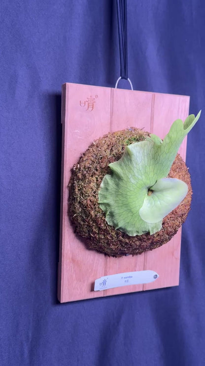 Platycerium wandae mounted pup